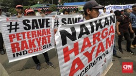 Harga Ayam Anjlok, Darmin Janji Panggil Mendag dan Mentan