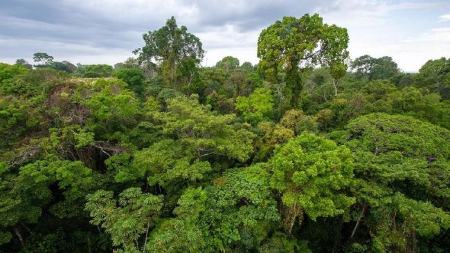 Jurnalis Inggris Dom Phillips dan peneliti Brasil Bruno Araujo Pereira hilang di hutan Lembah Javari, Amazon, Minggu (5/6).