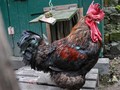 Menang Gugatan, Ayam Jago di Prancis Boleh Terus Berkokok