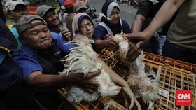 Harga Ayam Jatuh, Berdikari Usul Ayam Potong Masuk Bansos
