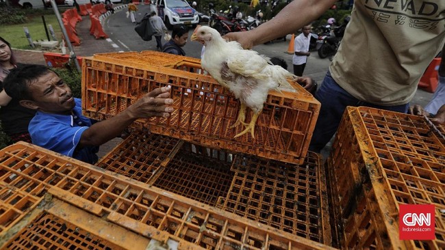 Sejumlah peternak ayam melakukan aksi bagi-bahi ayam di depan kantor Kemenko Perekonomian. Jakarta, Kamis, 5 September 2019. Aksi ini dilakukan sebagai bentuk protes sebagai atas anjloknya harga ayam ditingkat peternak.
