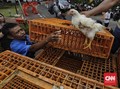 Kementan Bagi-bagi 1 Juta Ekor Ayam ke Petani Miskin di Jawa
