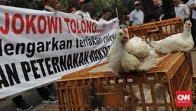 400 Peternak Ayam Satroni Menko Darmin Gara-gara Harga Anjlok