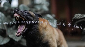 Pitbull dan 9 Anjing Lain yang Kerap Serang Manusia