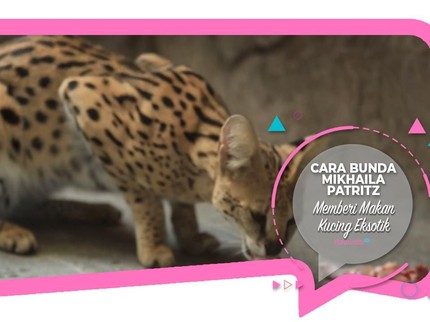 Cara Bunda Mikhaila Patritz Memberi Makan Kucing Eksotik