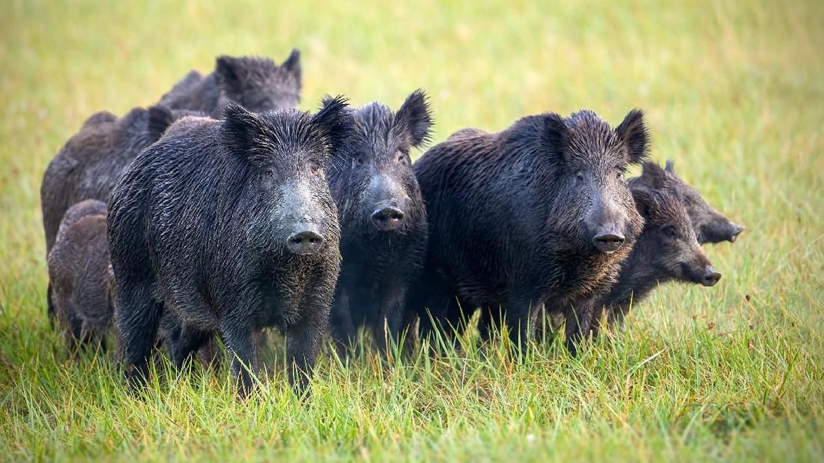 Warga Desa Peringatkan Turis Gegara Kebiasaan Selfie Bareng Babi Hutan