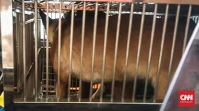 Negatif Rabies, Anjing Milik Bima Aryo Diserahkan ke Unit K9