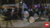 FOTO : Pameran Flora Fauna 2019 Berbagai tanaman dan hewan yang bisa jadi hobi dipamerkan di Lapangan Banteng, Jakarta Pusat.