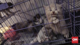 FDA Imbau Penerapan Physical Distancing bagi Kucing