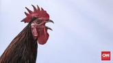 FOTO : Pameran Flora Fauna 2019 Berbagai tanaman dan hewan yang bisa jadi hobi dipamerkan di Lapangan Banteng, Jakarta Pusat.