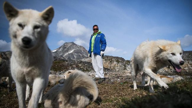 Anjing-anjing Greenland menjadi teman sejati para penduduk, mulai dari bermain sampai berburu di musim dingin.