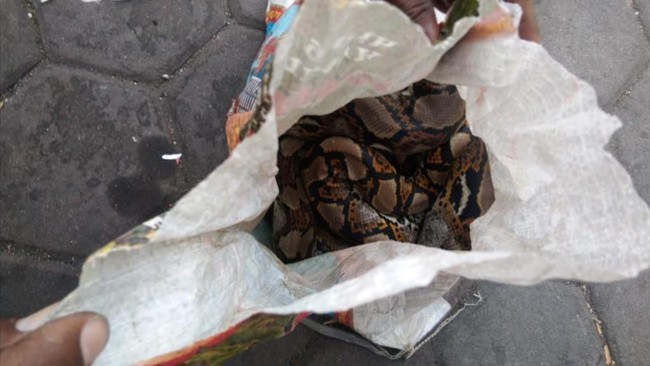 Mahasiswa Papua yang tinggal di asrama di Surabaya belum berencana melaporkan teror pelemparan ular ke polisi.
