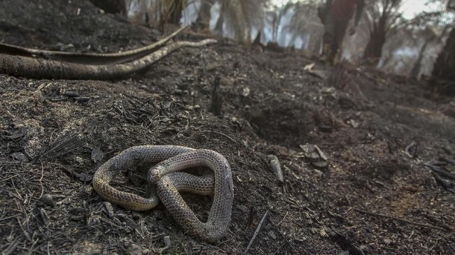 Reptilia Misterius Dikuak: Aksi Pura-Pura Mati yang Mengecoh Pemangsa