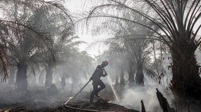 Sebanyak 85 persen areal kebakaran hutan dan lahan terjadi di luar lahan konsesi sawit. 15 persen sisanya terjadi di areal lahan milik pemegang konsesi sawit.