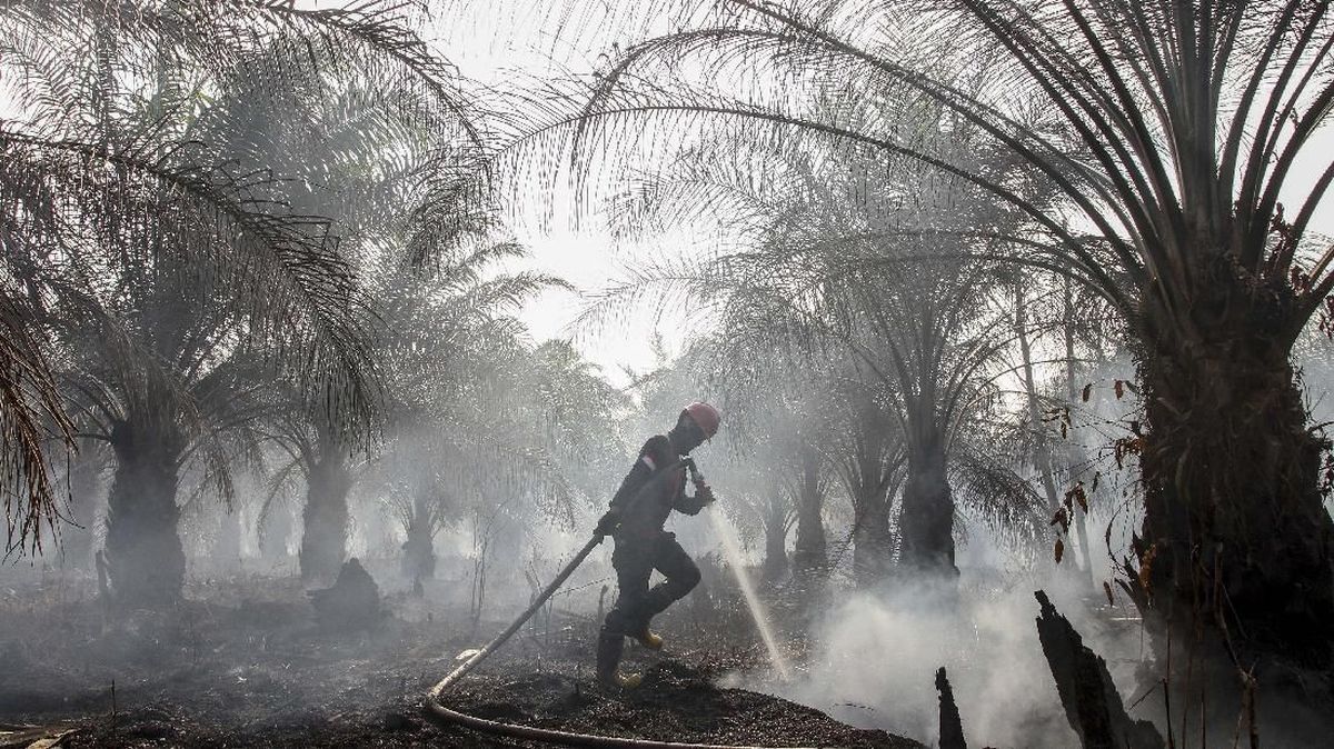 Bareskrim Tetapkan 72 Tersangka Kasus Karhutla, Diduga Terkait Sawit