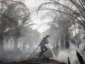 GAPKI Dukung Proses Hukum Perusahaan Sawit Pembakar Hutan