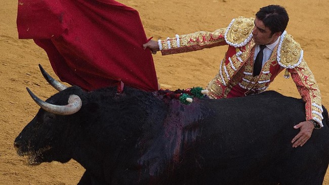 Pria berusia 53 tahun tewas setelah berkali-kali ditanduk banteng dalam festival lari banteng di Spanyol.