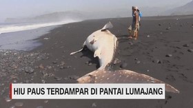VIDEO: Hiu Paus Terdampar di Pantai Lumajang