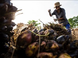 Pilunya Petani Sawit Tak Mampu Beli Beras, Lantas Makan Apa?