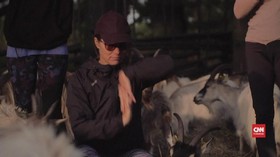 VIDEO: Ketika Kambing Jadi 'Teman Setia' Pelepas Stres
