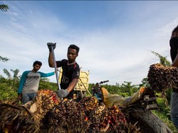 Akhir Januari, RI-Uni Eropa Duel soal Sawit di WTO
