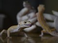 Ilmuwan Ungkap Penemuan Spesies Tokek Baru di Bali