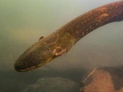 Mirip Ular, Benarkah Belut Termasuk Jenis Ikan?