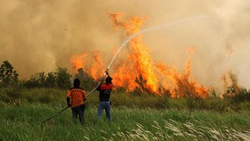 Menteri LHK: 3 Perusahaan Malaysia Terlibat Pembakaran Hutan