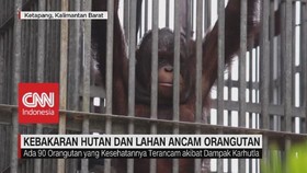 VIDEO: Kebakaran Hutan dan Lahan Ancam Orangutan