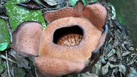 LIPI Jelaskan Perbedaan Rafflesia dan Bunga Bangkai