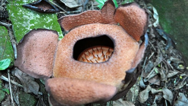 Tanaman endemik asal Pangandaran Rafflesia Patma kembali mekar pada Sabtu (14/9) di Kebun Raya Bogor, Jawa Barat.