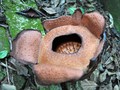 Rafflesia Patma Kembali Mekar di Kebun Raya Bogor