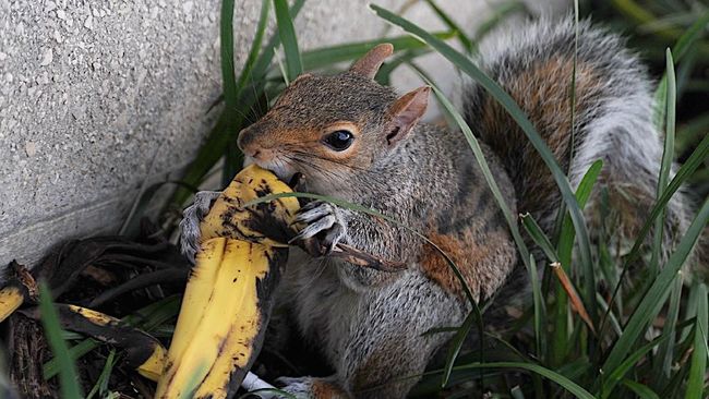 Membuang limbah makanan, seperti kulit pisang, di area taman nasional ternyata membahayakan flora dan fauna yang berhabitat di dalamnya.