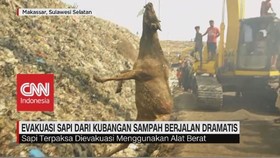 VIDEO: Dramatis! Evakuasi Sapi dari Kebakaran Kubangan Sampah