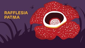 INFOGRAFIS: Fakta Rafflesia Patma di Kebun Raya Bogor