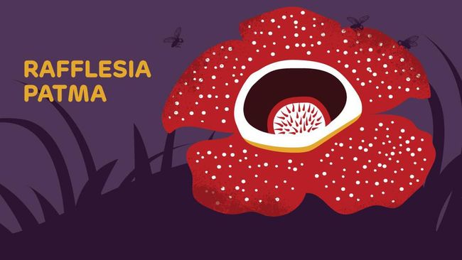 Infografis Fakta Rafflesia Patma Di Kebun Raya Bogor
