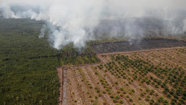Smog covers trees during a forest fire next to a palm plantation in Palangka Raya, Central Kalimantan province, Indonesia, September 14, 2019. Picture taken Septemnber 14, 2019. REUTERS/Willy Kurniawan