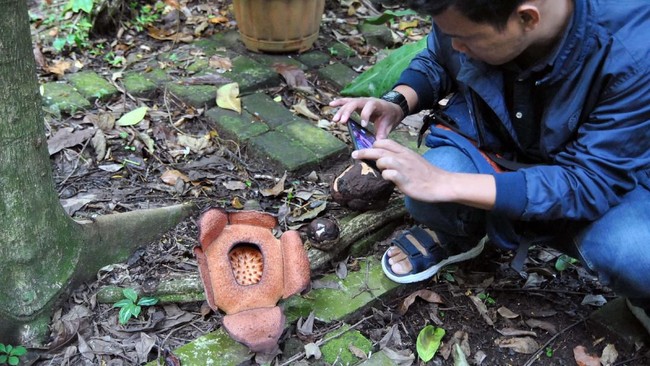 Ada 8 spesies tumbuhan unik dari belantara Indonesia menjadi penemuan baru dua peneliti LIPI sepanjang 2020.