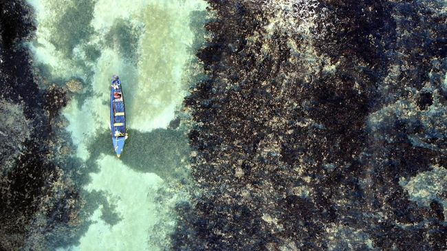 Jamaika Rangkul Nelayan Jadi 'Petani' Terumbu Karang