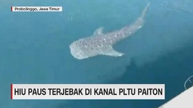 VIDEO: Hiu Paus Terjebak di  PLTU Paiton