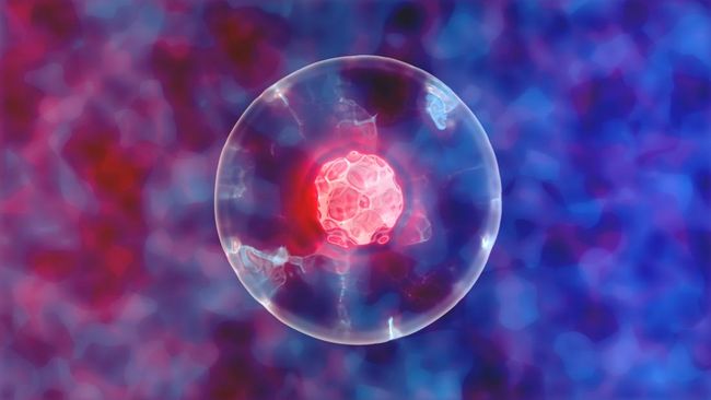 Stem cell atau sel punca menjadi pembicaraan belakangan ini lantaran jadi booster untuk vaksin covid-19. Berikut fakta-faktanya. 