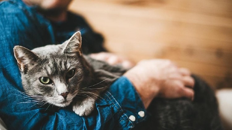 Nasib nahas dialami nenek 65 tahun ini setelah dicakar kucing.
