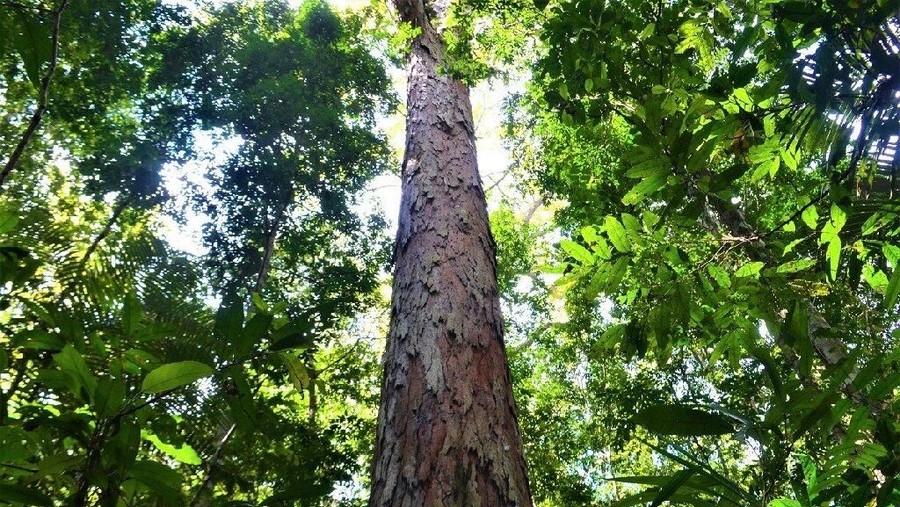 Pohon tertinggi di Amazon.