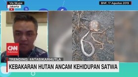 VIDEO: Kebakaran Hutan Ancam Kehidupan Satwa