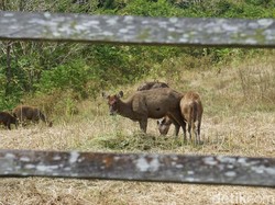 Tahu Lebih Banyak soal Rusa Sambar, Maskot Penajam Paser Utara