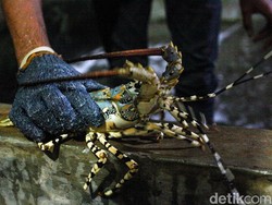 Icip Budi Daya Lobster Yuk! Modal Rp 1 Juta Bisa Dapat Puluhan Juta