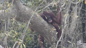FOTO : Derita Orangutan karena Karhutla di Kalimantan