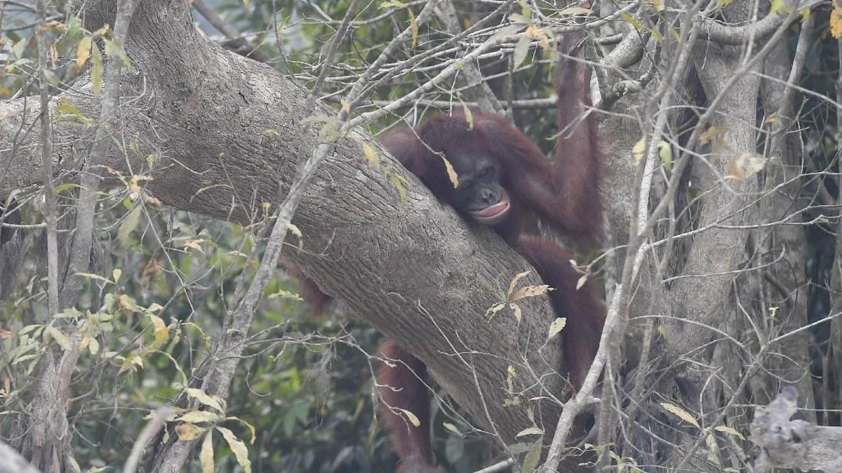 Nasib Orangutan di Tengah Kepungan Karhutla Kalimantan