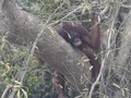 FOTO : Derita Orangutan karena Karhutla di Kalimantan