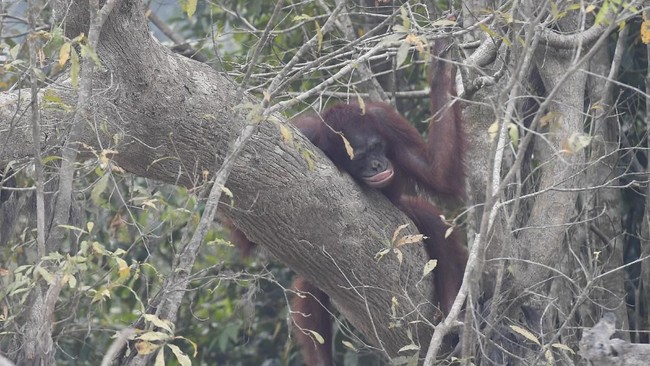 Karhutla yang terjadi di Kalimantan turut mengancam keselamatan orangutan di pusat rehabilitasi milik Yayasan BOS.
